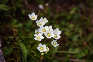 alpine flowers