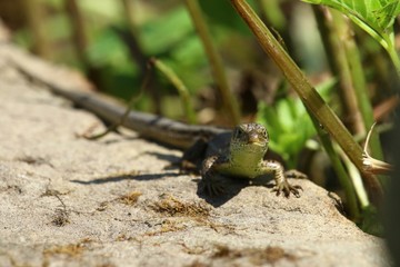 lizard_2