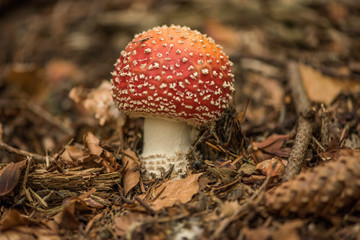 fly agaric Amanita muscaria mushroom in the forest