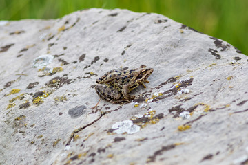 frog on a stone