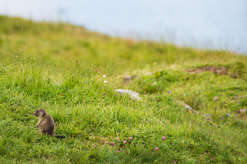 marmot rodent