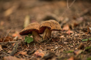 Neoboletus luridiformis, known until 2014 as Boletus luridiformis, is a fungus of the bolete...