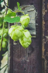 6629039 detail of hop cones on a rustik style wooden background