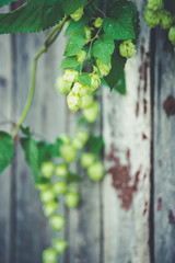 detail of hop cones on a rustik style wooden background