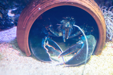 Big lobster peeping out of jug under water.