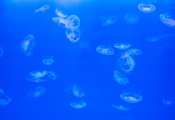 Moon jellyfish Aurelia aurita on blue background underwater.