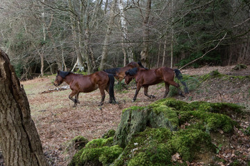 new forest horses ponies