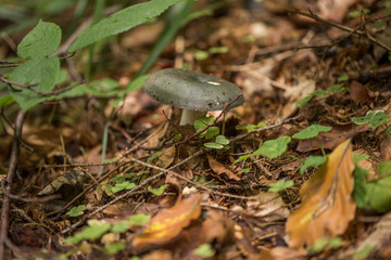 Strobilomyces strobilaceus, also called Strobilomyces floccopus and commonly known as old man of the wood