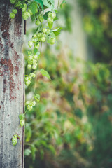 detail of hop cones on a blurred natural background