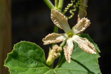 Fototapeta na wymiar Gourd flower had withered after polination in summer in backyard garden