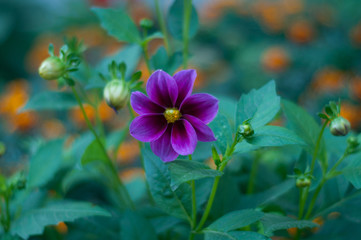 blue flower in the garden
