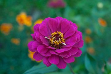 pink flower