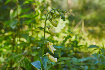 Big-flowered foxglove plant grows in forest poisoned herb