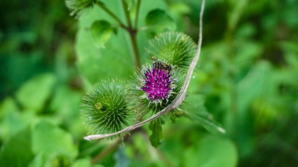 wild flower - contrast green and pink