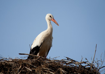 Storch im Nest
