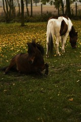 Autumn horses © Kinga