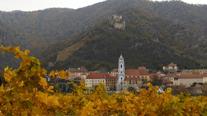 Fototapeta na wymiar Yellow vineyard in the Wachau valley with Durstein castle and blue church in Austria
