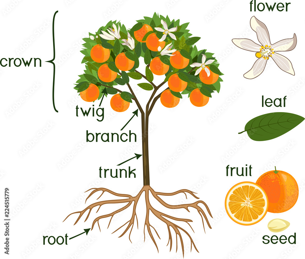 Wall mural Parts of plant. Morphology of orange tree with fruits, flowers, green leaves and root system isolated on white background - Wall murals