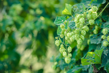 detail of hop cones on a blurred natural background