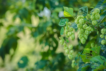 detail of hop cones on a blurred natural background