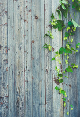 detail of hop cones on a rustik style wooden background