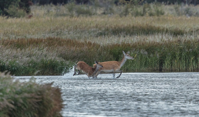 Rotwild im wasser