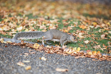 squirrel autumn