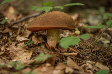 Neoboletus luridiformis, known until 2014 as Boletus luridiformis, is a fungus of the bolete family, all of which produce mushrooms with tubes and pores beneath their caps