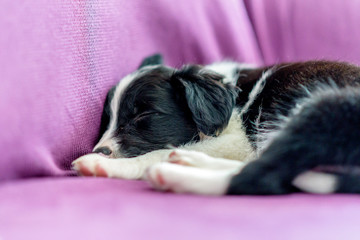 Cute black and white Border Collie puppy looks sleep in the couch.