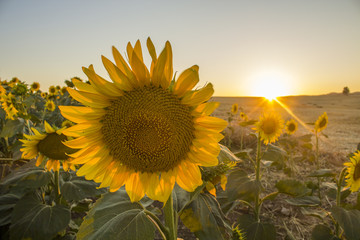 field of sunflowers and blue sky