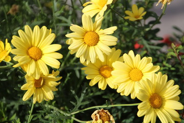 Sunshine In The Garden, Banff National Park, Alberta