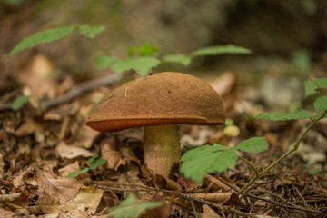 Neoboletus luridiformis, known until 2014 as Boletus luridiformis, is a fungus of the bolete family, all of which produce mushrooms with tubes and pores beneath their caps