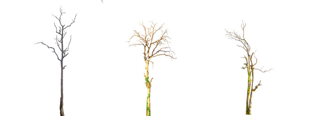 Obraz premium Isolated dead tree on a white background
