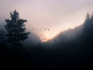 Vögel im Nebel