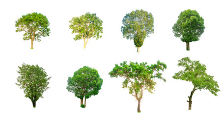 Fototapeta premium Isolated trees on white background , The collection of trees,Isolated trees of Thailand
