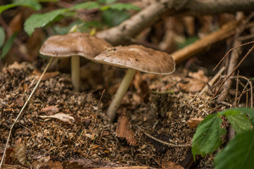 Pluteus mushroom in woodland forest