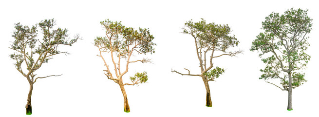 Isolated trees on white background , The collection of trees,Isolated trees of Thailand