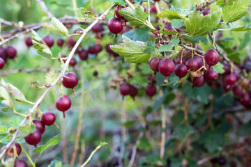 Fresh gooseberries on a branch of gooseberry bush. Gooseberry in the fruit garden.