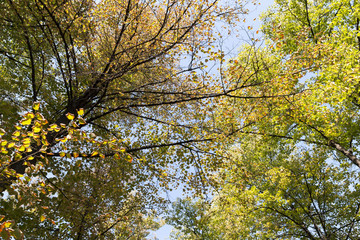 yellow tree in autumn