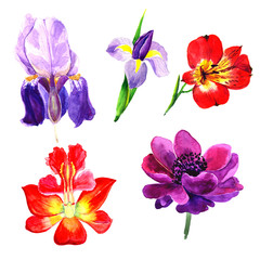 Obraz na płótnie Canvas Hand painted floral elements set. Watercolor botanical illustration of tulip, orhid, anemone flowers and leaves. Natural objects isolated on white background