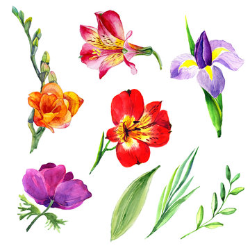 Hand painted floral elements set. Watercolor botanical illustration of  tulip, orhid, anemone flowers and leaves. Natural objects isolated on white background