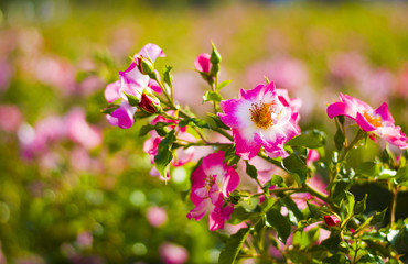 Beautiful crimson flowers pink petunias on a green blurred background at the Park.