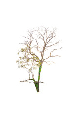 Isolated dead tree on white background