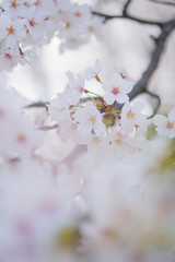 桜アップ