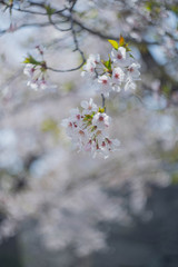 満開の桜