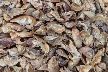 Open oyster shell on beach, Normandy, France