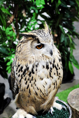 Gray owl, yellow eyes