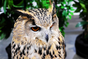 Gray owl, yellow eyes