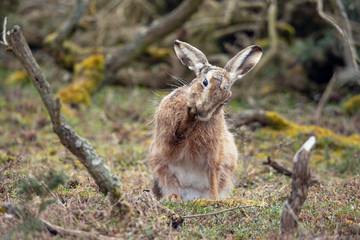 Hare , cleaning whiskers