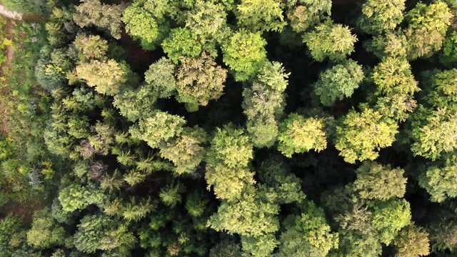 Wald von Oben - Kameraflug